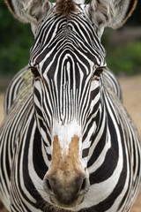 Fototapeta na wymiar Zebra Close-up