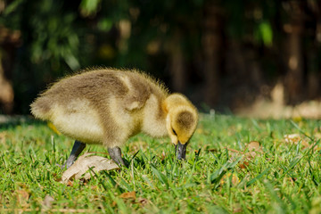 Canada Goose baby walking around