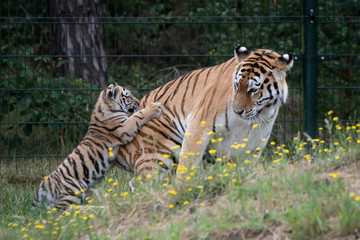 Fototapeta na wymiar Tiger with Cub