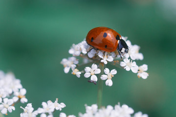 Red ladybug sits on a flower