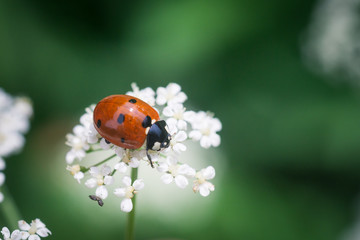 Fototapeta premium Red ladybug sits on a flower, closeup