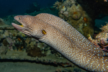 Moray eel Mooray lycodontis undulatus in the Red Sea, eilat israel