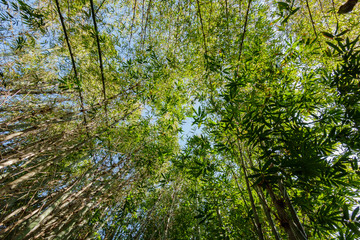 Morning view of a small bamboo forest