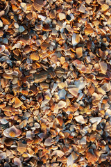 Seashells on the seashore on a sunny day. A seashore from seashells. Top view on seashells close-up