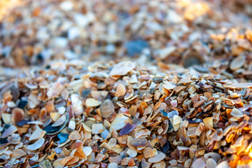 Dunes of small shells on the Black Sea on a sunny day. Close-up side view in the rays of the evening sun. Seashells and sand by the sea. Golden seashore 