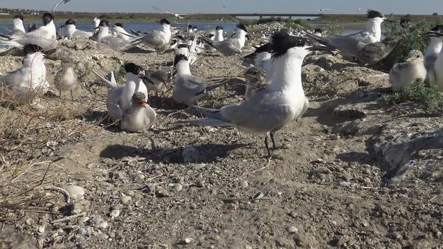 A colony of terns on a sandy island, the noise and cries of nursing birds. Tiligulsky estuary, Ukraine, Black Sea.
