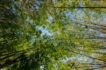 Morning view of a small bamboo forest