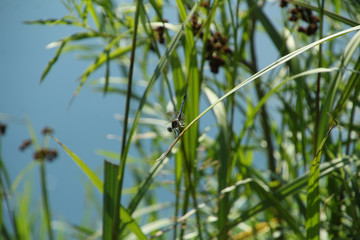 Blue Dragon Fly Cooling Off Near a Pond