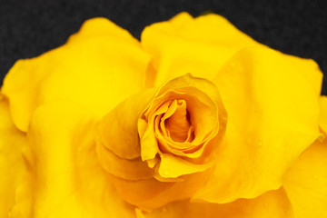 yellow rose on black background / macro photo background photo