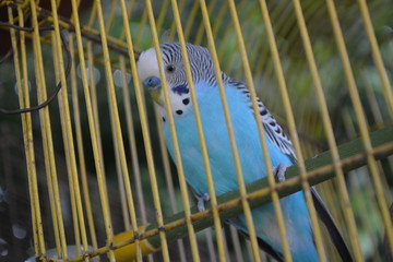 CANARIO AZUL EN JAULA