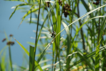Close Up Blue Dragon Fly