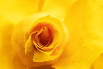 yellow rose on black background / macro photo background photo