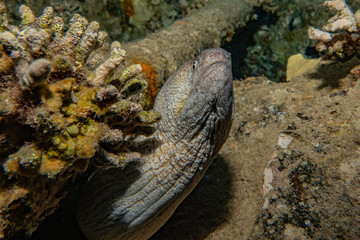 Moray eel Mooray lycodontis undulatus in the Red Sea, eilat israel