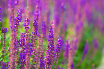 Flowers, sage in garden city