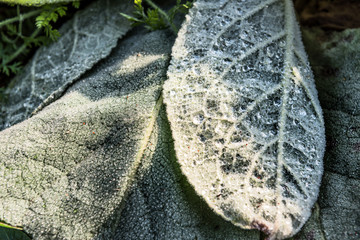 Macro closeup of dew frost on large green mullein leaves showing water drops, detail and texture