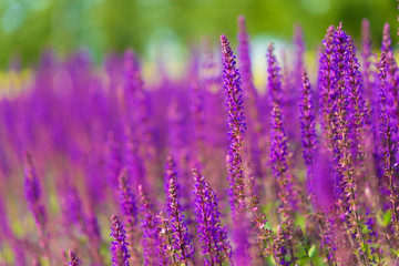 Flowers, sage in garden city