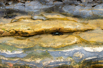 View of colorful natural abstract patterns in tidepools at Point Lobos State Natural Preserve in California with hermit carbs hiding in the rocks.