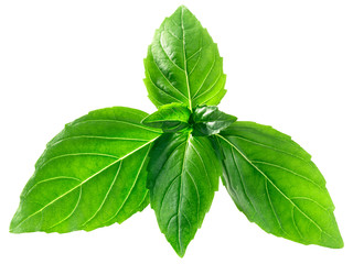 Thai basil o. basilicum, paths
