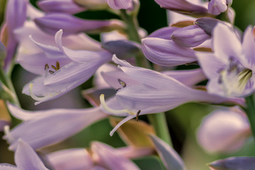 flowers in garden