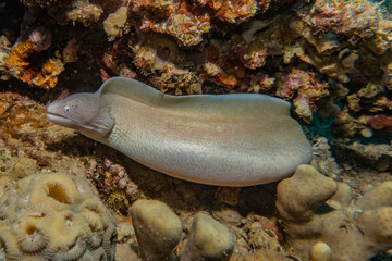 Moray eel Mooray lycodontis undulatus in the Red Sea, eilat israel