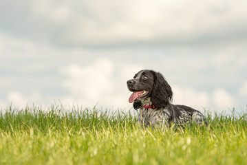 Cute Young proud english springer spaniel dog is lying in the grass in a green meadow - obrazy, fototapety, plakaty
