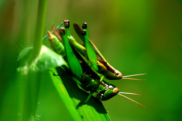 green frog on leaf