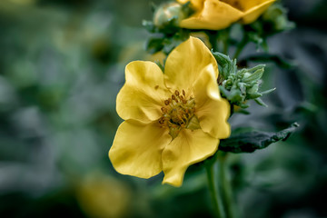 yellow flower