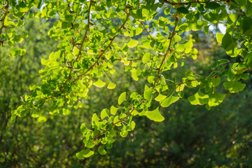 Fototapeta na wymiar Close up shot of beautiful Ginkgo biloba leaves