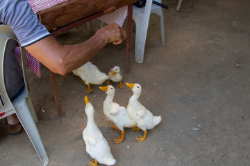 A flock of white geese begging for food from the guests of the cafe. Family hungry geese beggars. Birds in the restaurant