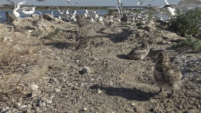 Sandwich tern (Thalasseus sandvicensis). Young birds in a large colony of terns on a sandy island, the noise and cries of flying birds, Tiligul estuary, Ukraine