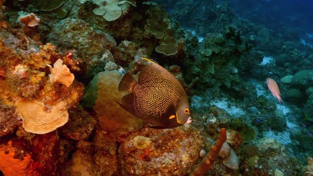 Seascape of coral reef in the Caribbean Sea around Curacao with Frensch Angelfish, coral and sponge