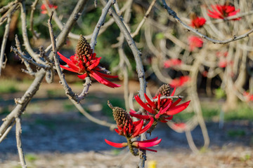Close up shot of Erythrina flabelliformis blossom
