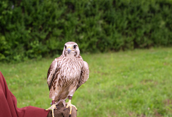 Falcon bird standing on a human hand protected with a glove
