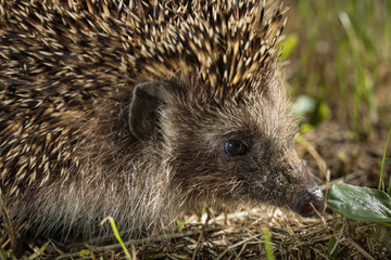 Wild hedgehog on walk in the forest. Scientific name 