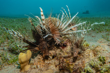 Lion fish in the Red Sea colorful fish, Eilat Israel