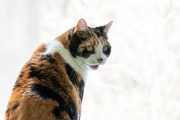 Closeup of calico cat leaning on windowsill, window sill, standing on hind legs trick, looking back, watching outside, meowing, hissing, open, opened mouth - obrazy, fototapety, plakaty
