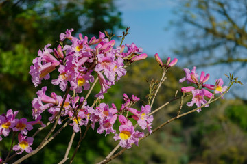 The beautiful purple Handroanthus chrysotrichus blossom