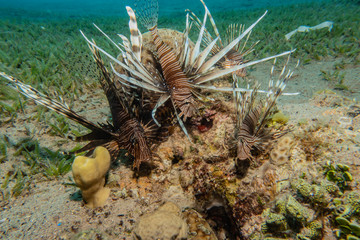 Lion fish in the Red Sea colorful fish, Eilat Israel