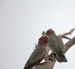 Rosa Kakadu Papagei in Australien