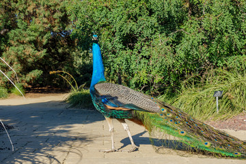 Naklejka premium Male Peacock walking around