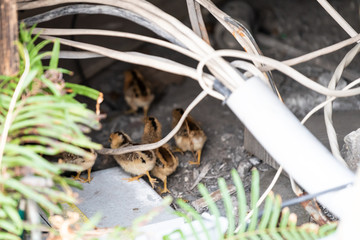 Many wild wild chickens, family, wildlife, small chicks searching, running, digging for food in...