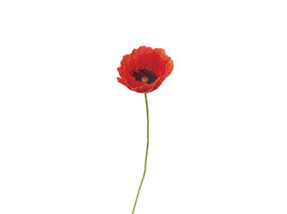 COQUELICOT 1 HEURE APRÈS ÉCLOSION
