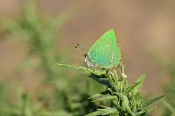 Green Hair streak Butterfly, Jersey, U.K. Macro image of an insect.