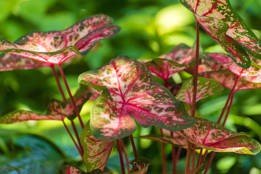 Colorful caladium plant