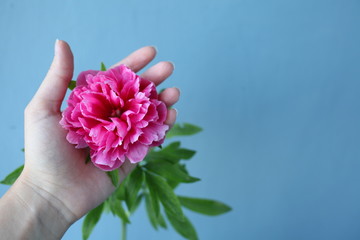 Pink pion flower.