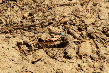 Close Up of Blue Dragonfly