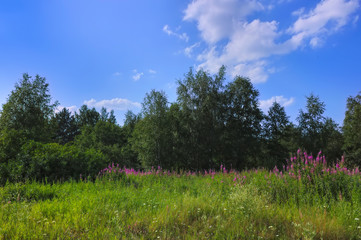 Summer meadow landscape with green grass and wild flowers on the background of a forest.