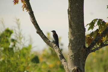 Female Blue Bird Taking Shade