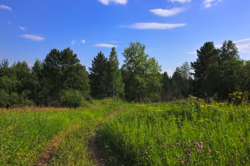 Fototapeta na wymiar Summer meadow landscape with green grass and wild flowers on the background of a forest.