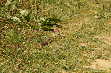 House Sparrows in the Grass